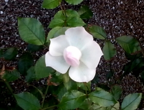 Flowers at Olveston Gardens